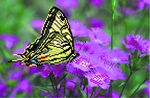 Ткань с рисунком "Бабочка на лиловых цветах"