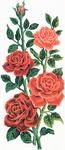 Канва с рисунком "Алые розы"