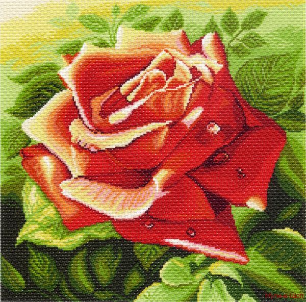 Канва с рисунком "Красная роза"