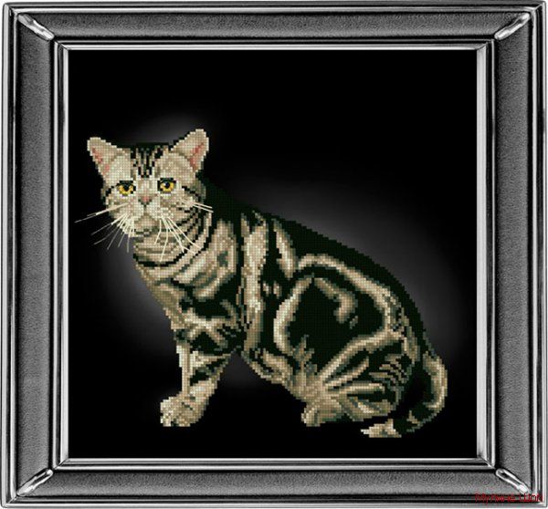 Набор для вышивания "Американская короткошерстная кошка"