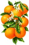 Алмазная мозаика "Гроздь апельсинов"