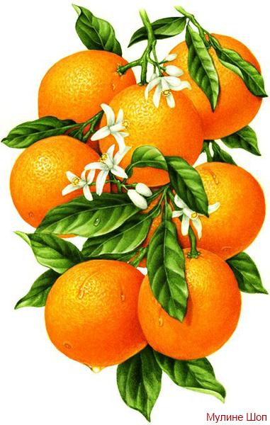 Алмазная мозаика "Гроздь апельсинов"