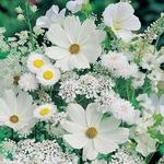 Алмазная мозаика "Белые полевые цветы"