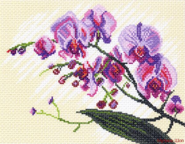 Канва с рисунком "Орхидеи, композиция"