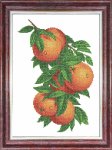 Канва с рисунком "Апельсин"