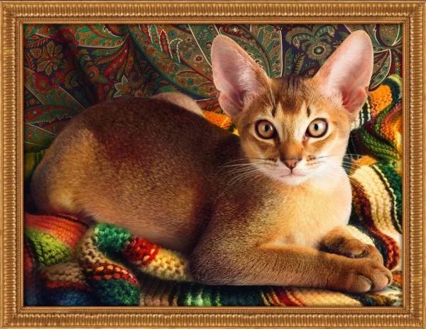 Алмазная мозаика "Абиссинский кот"