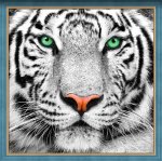 Алмазная мозаика "Портрет белого тигра"