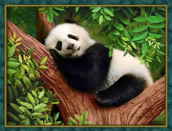 Алмазная мозаика "Сонная панда"