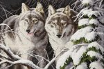 Набор для вышивания "Волки в зимнем лунном свете"