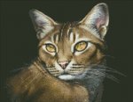 Алмазная мозаика "Абиссинская кошка"