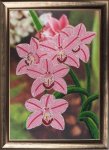 Ткань с рисунком "Орхидеи"